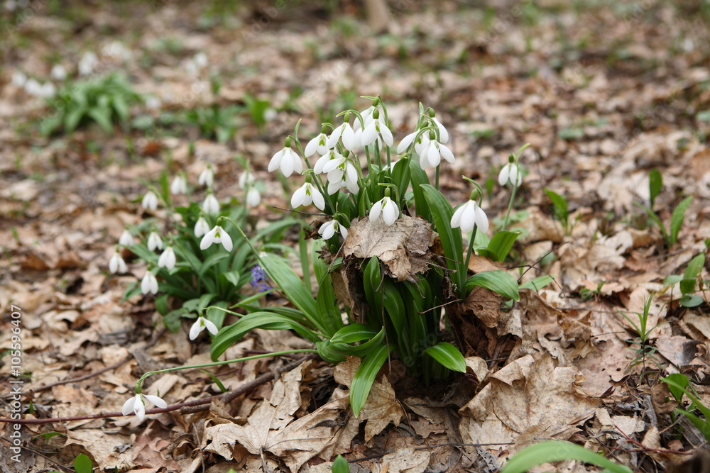 .The first spring flower - snowdrop (Galanthus nivalis) .The first spring flower - snowdrop (Galanthus nivalis)