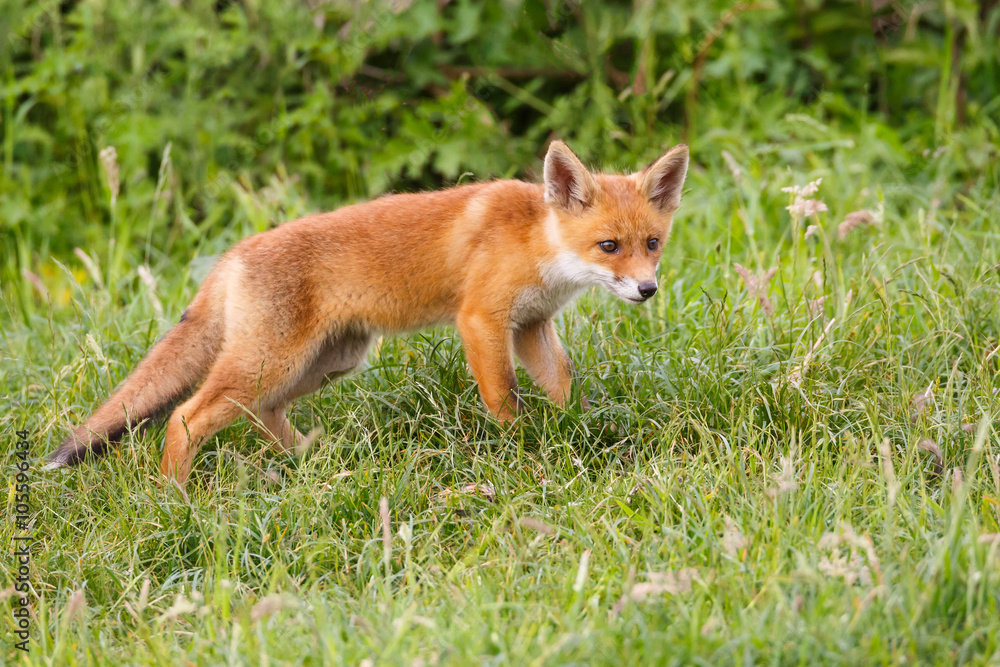 red fox cub red fox cub