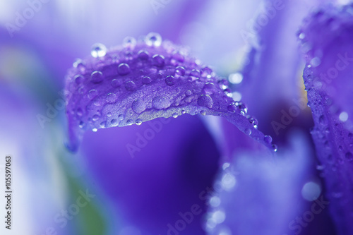 Purple Iris petals with water droplets