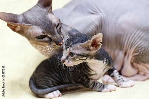 Donskoy  Sphynx.