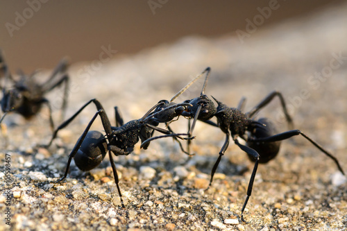  black ants Fighting © Kittiphan