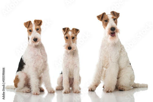 Drei Foxterrier photo