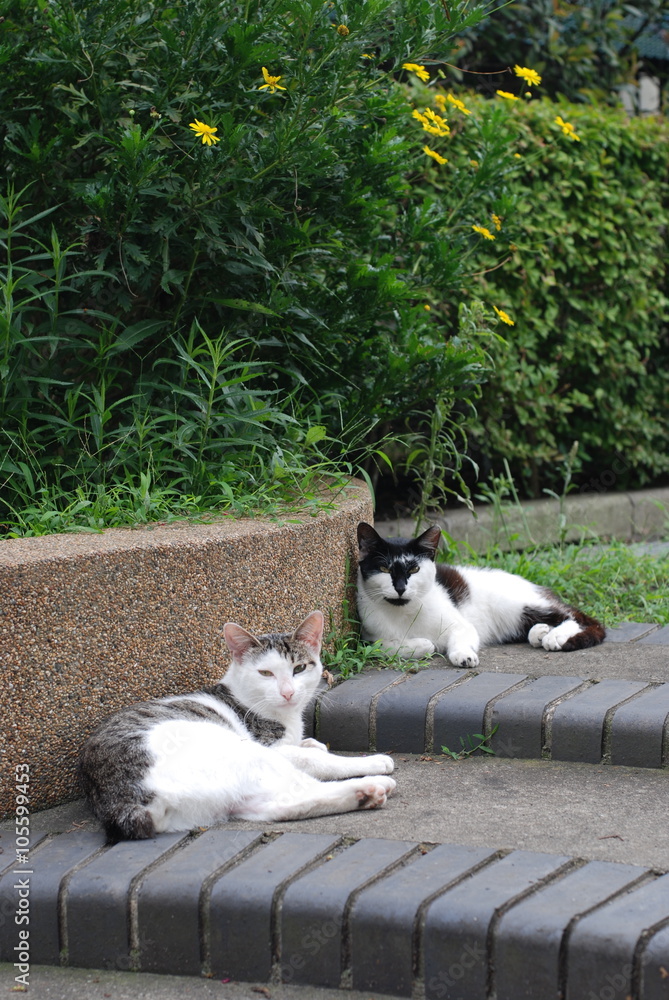 Fototapeta premium 猫