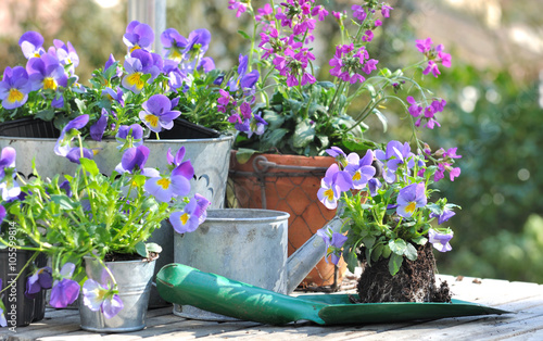 plantation de violas dans pots décoratifs sur table de jardin