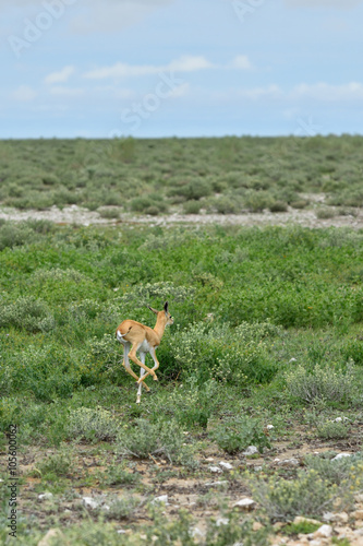 Baby Springbok antelope