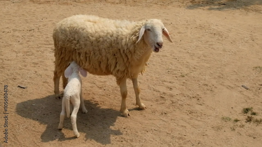 Baby lamb drinking milk from mother sheep in the farm Baby lamb drinking milk from mother sheep in the farm