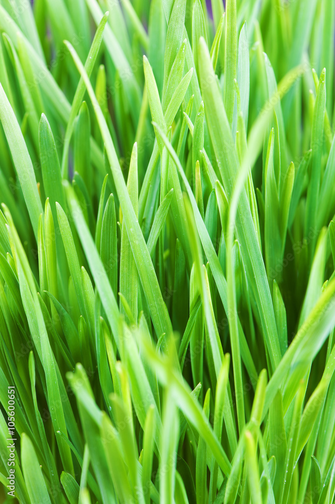 Fototapeta premium Abstract background with frash green grass