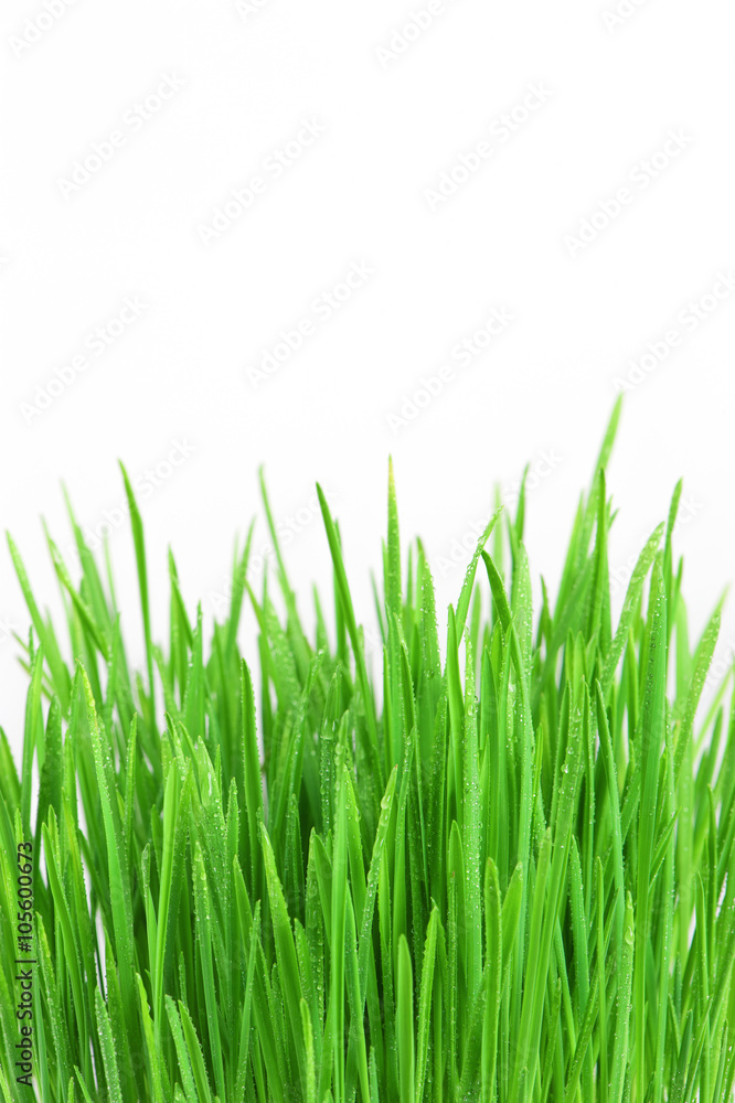 Fresh bright green grass on the white background Fresh bright green grass on the white background