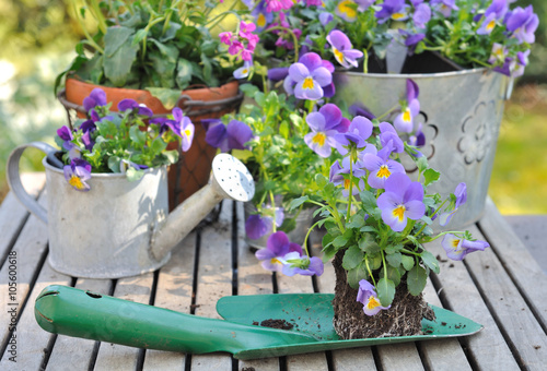 violas sur plantoir devant pots de fleurs sur table de jardin  photo