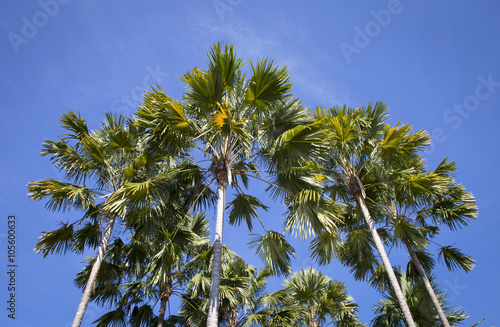 Palm tree with and blue sky background in sunny day