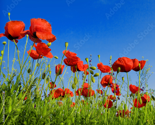 Summer wildflowers and clouds