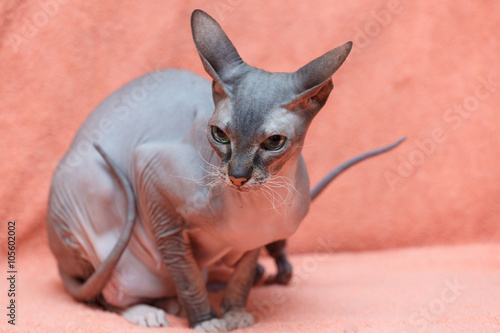 Donskoy Sphynx.