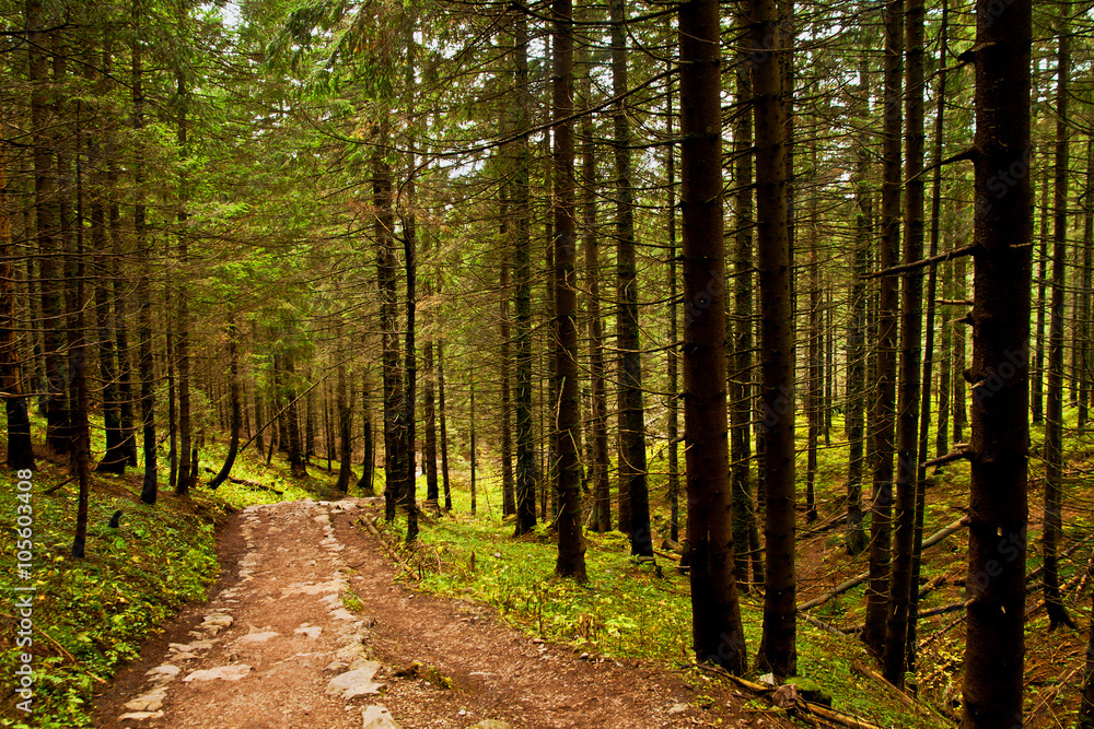 Fototapeta premium Track path in mountain forest