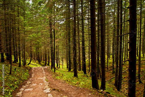 Track path in mountain forest