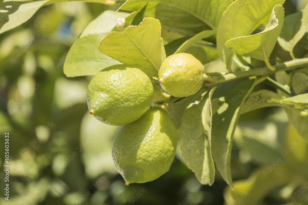 Obraz premium Unripe lemons on the tree