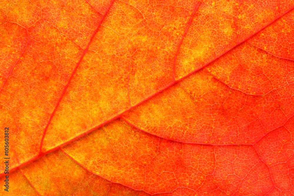 Obraz premium Maple leaf close up background