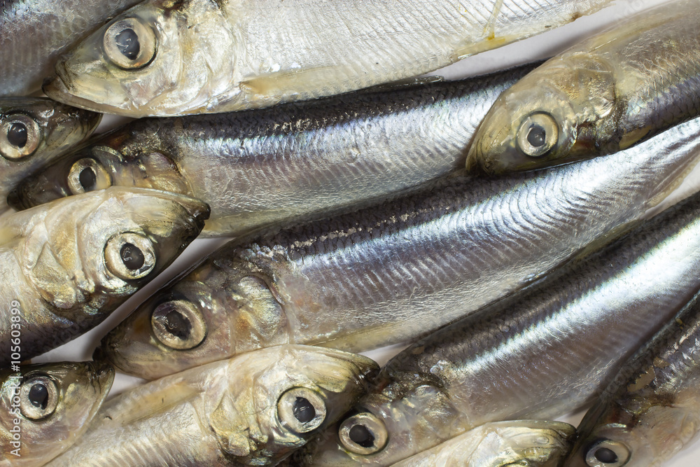 Fototapeta premium Sea fish herring close up