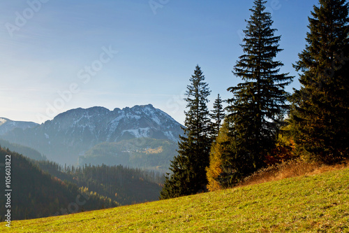 Mountain landscape with tree forest