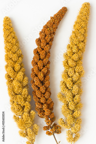 Obraz na plátně Two twig yellow millet and a sprig of yellow millet on a white b