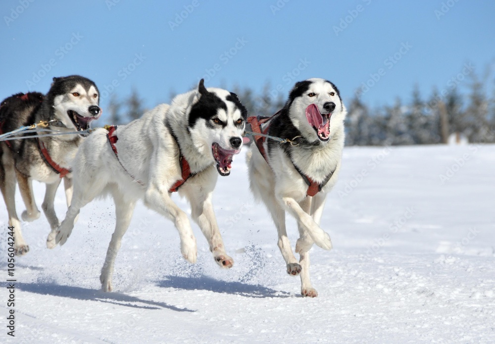 Hundeschlittenrennen