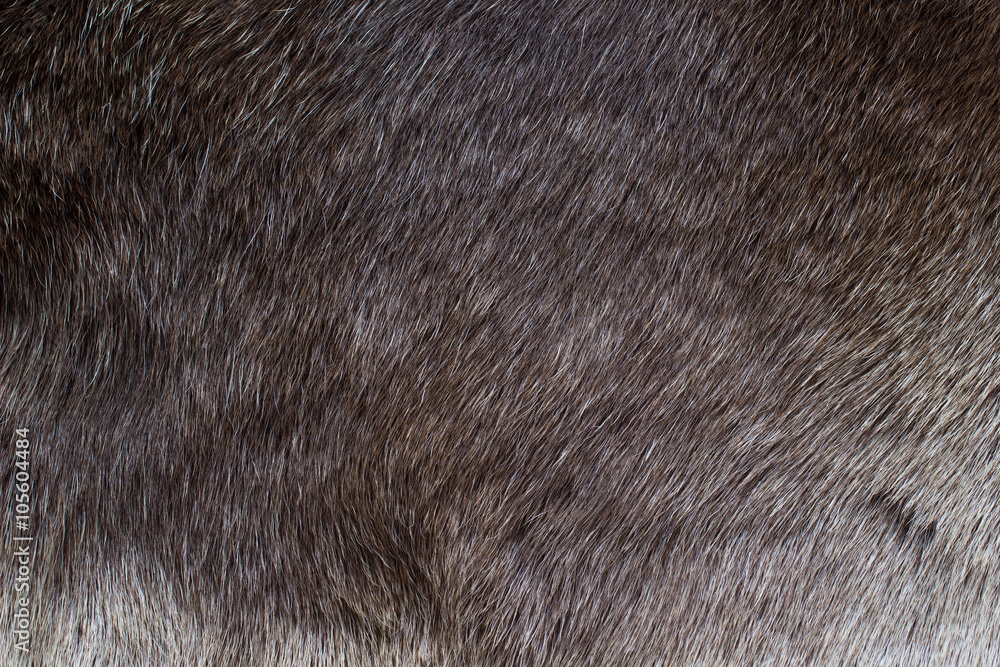 Deerskin closeup