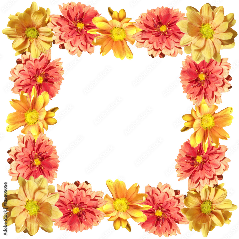 Floral background. Dahlias and chrysanthemums 