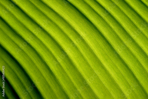 Nature abstract  green banana leaf Diagonal lines