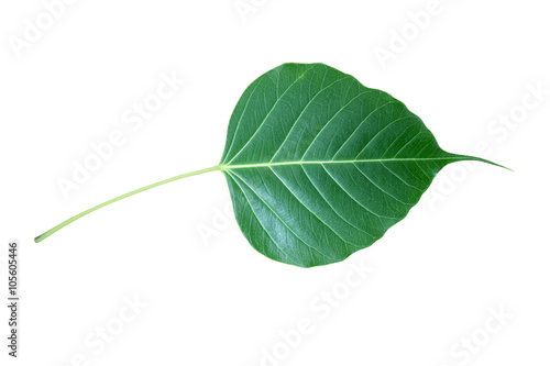 Green Bodhi  leaf  isolate on white background