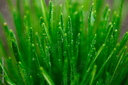 Grass and rain
