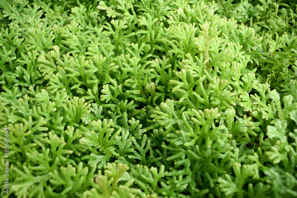 Green fern background  - Selaginella involvens Sw. Spring.
