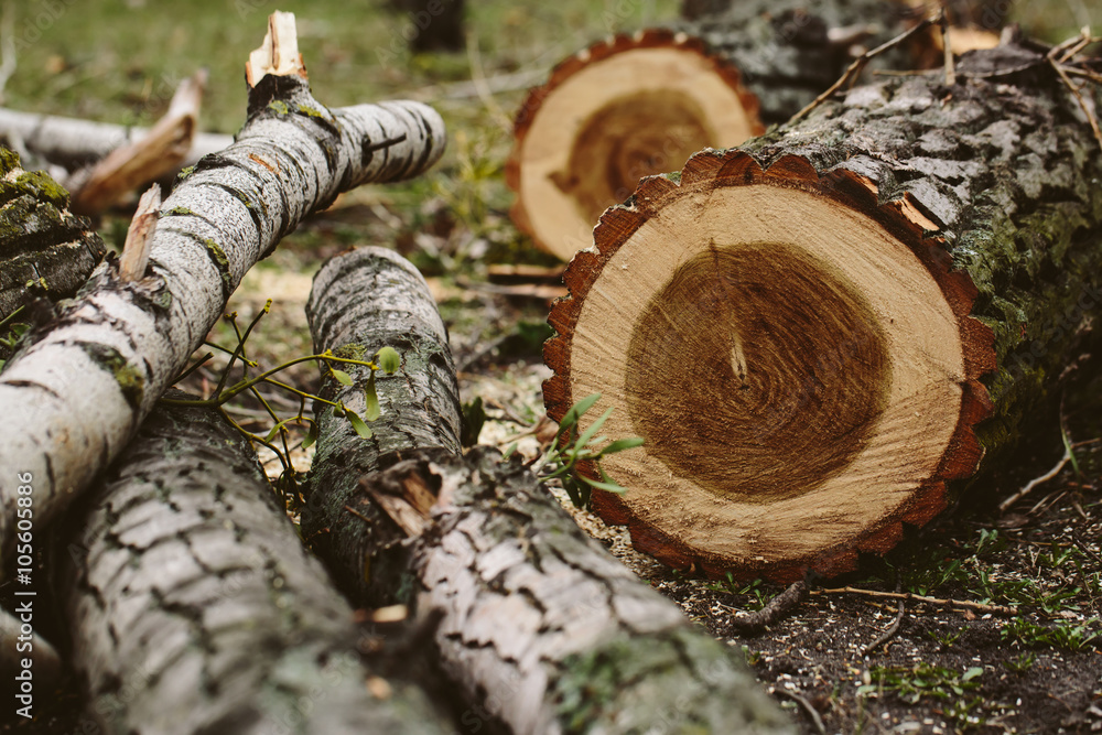 Fototapeta premium Tree cut down