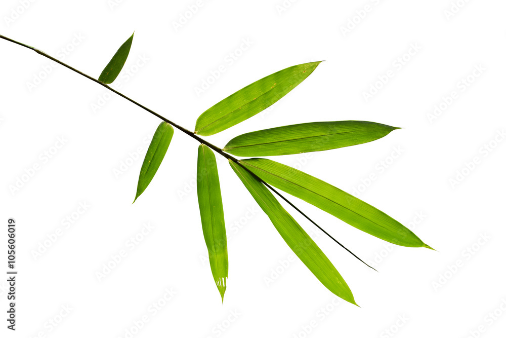Close up Green bamboo leave on white isolate background Close up Green bamboo leave on white isolate background