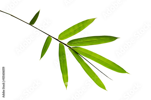 Close up Green bamboo leave on white isolate background