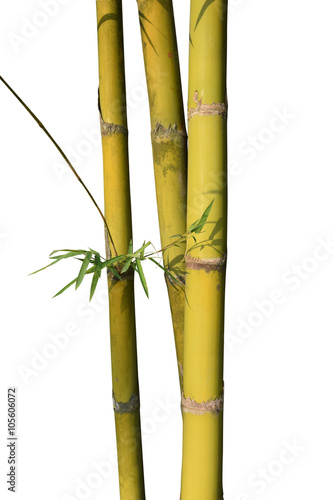 Fototapeta Naklejka Na Ścianę i Meble -  Gold Green stems bamboo isolated on white background