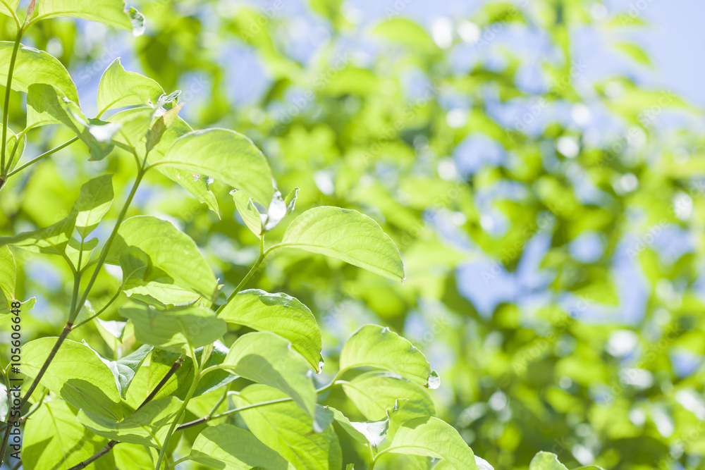 Obraz premium 青空と新緑