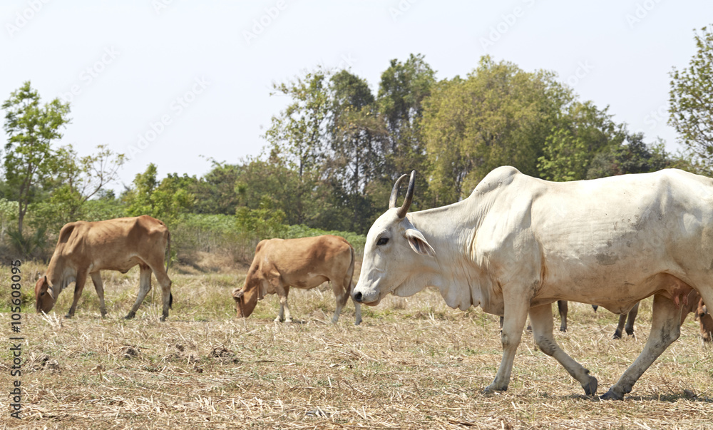 Herd of cows , thailand