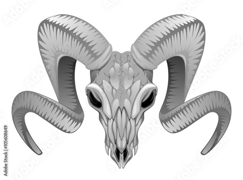 Ram skull