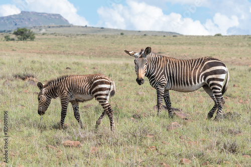 Mountain zebra mare and foal