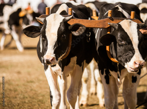 Photos team of holsteins