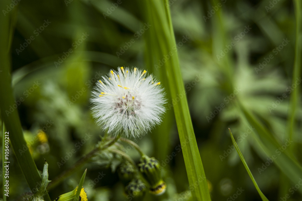 Dandelion with flowers