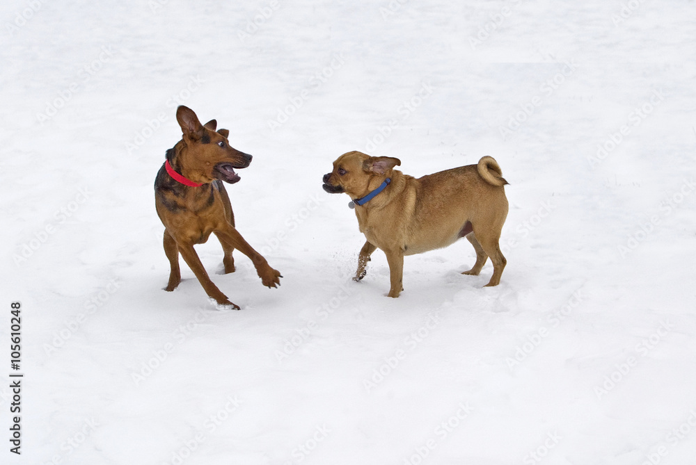 Puggle and Boxer Shepherd mixed breed dogs playing in snow.