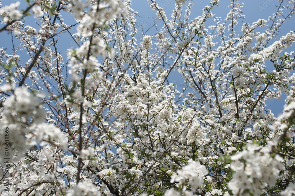 Цветущее плодовое дерево