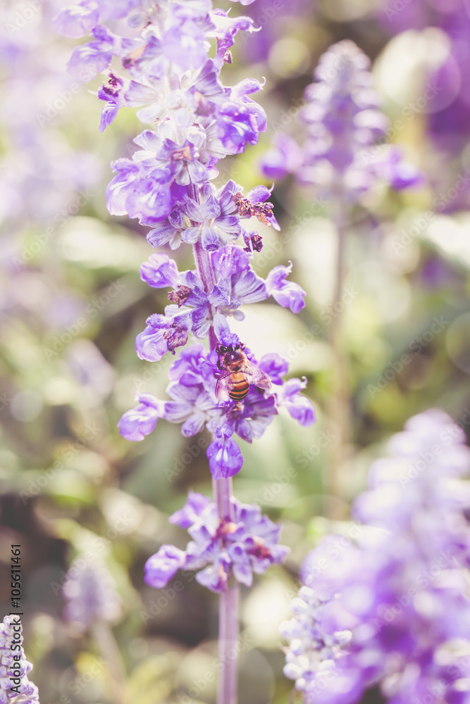 Bee on blue salvia flowers in the garden. Shallow depth of field Bee on blue salvia flowers in the garden. Shallow depth of field