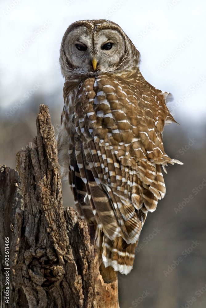 Fototapeta premium Barred Owl (Strix varia)