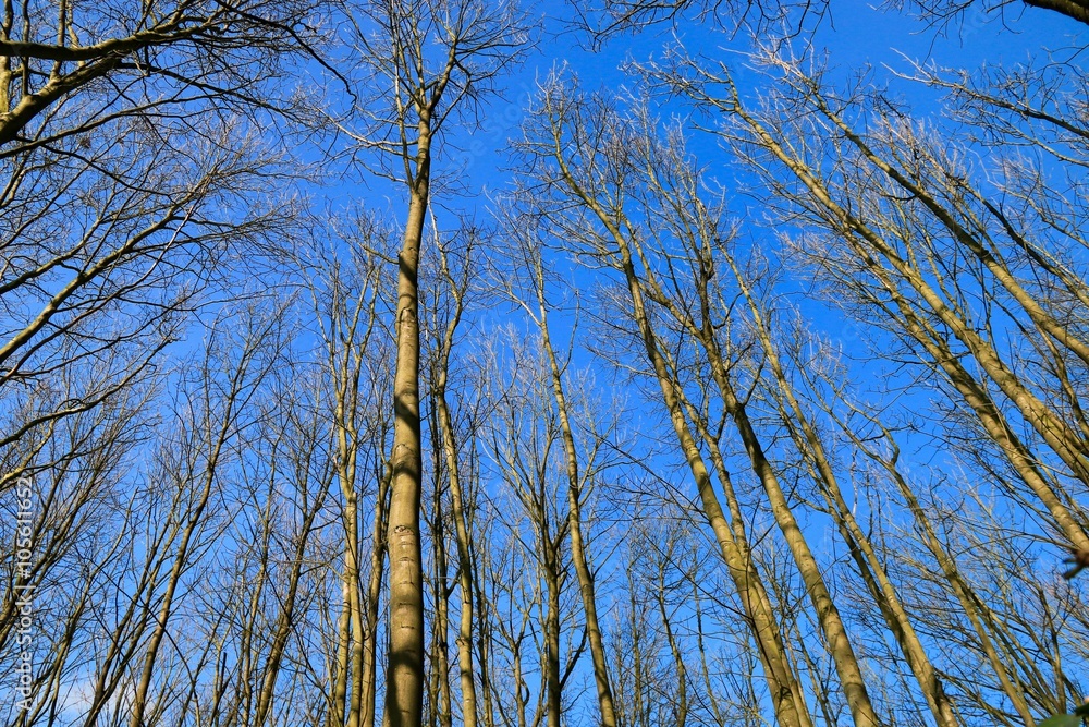 view against diving trees in the sky
view against diving trees in the sky