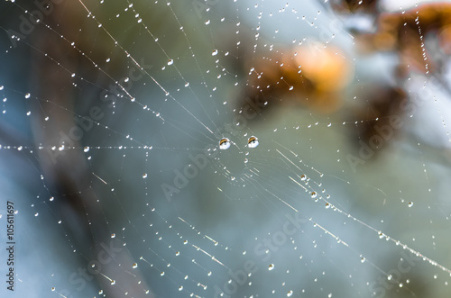 Drops of dew on a spider web © fotolesnik