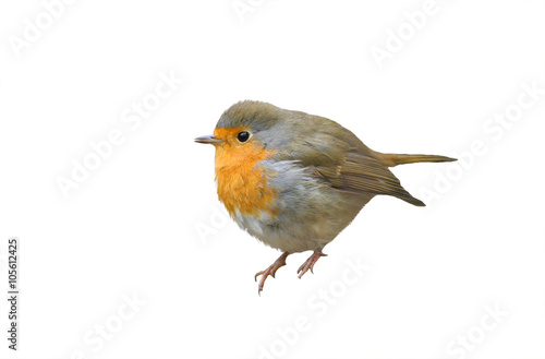 Fototapeta little bird the Robin redbreast sits pouting on an isolated white background