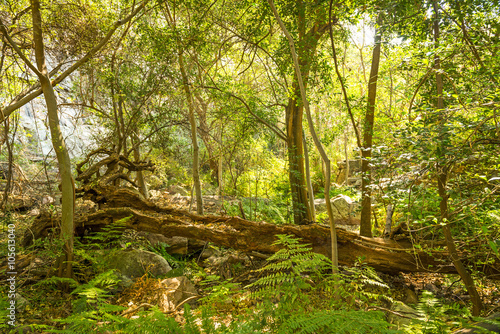 African Jungle Landscape