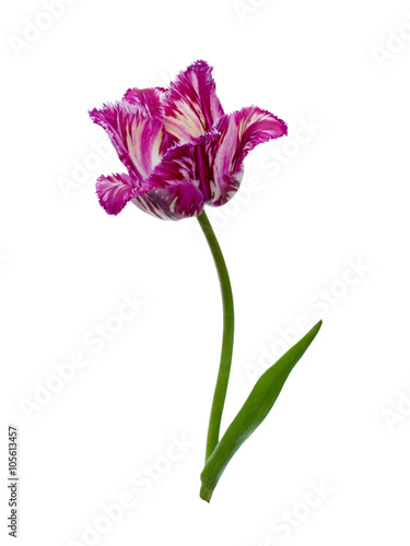 Fototapeta Naklejka Na Ścianę i Meble -  purple fringed tulip