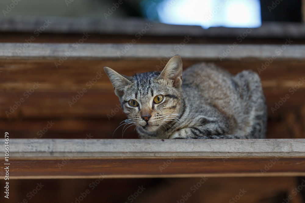 Cats on stairs - obrazy, fototapety, plakaty 